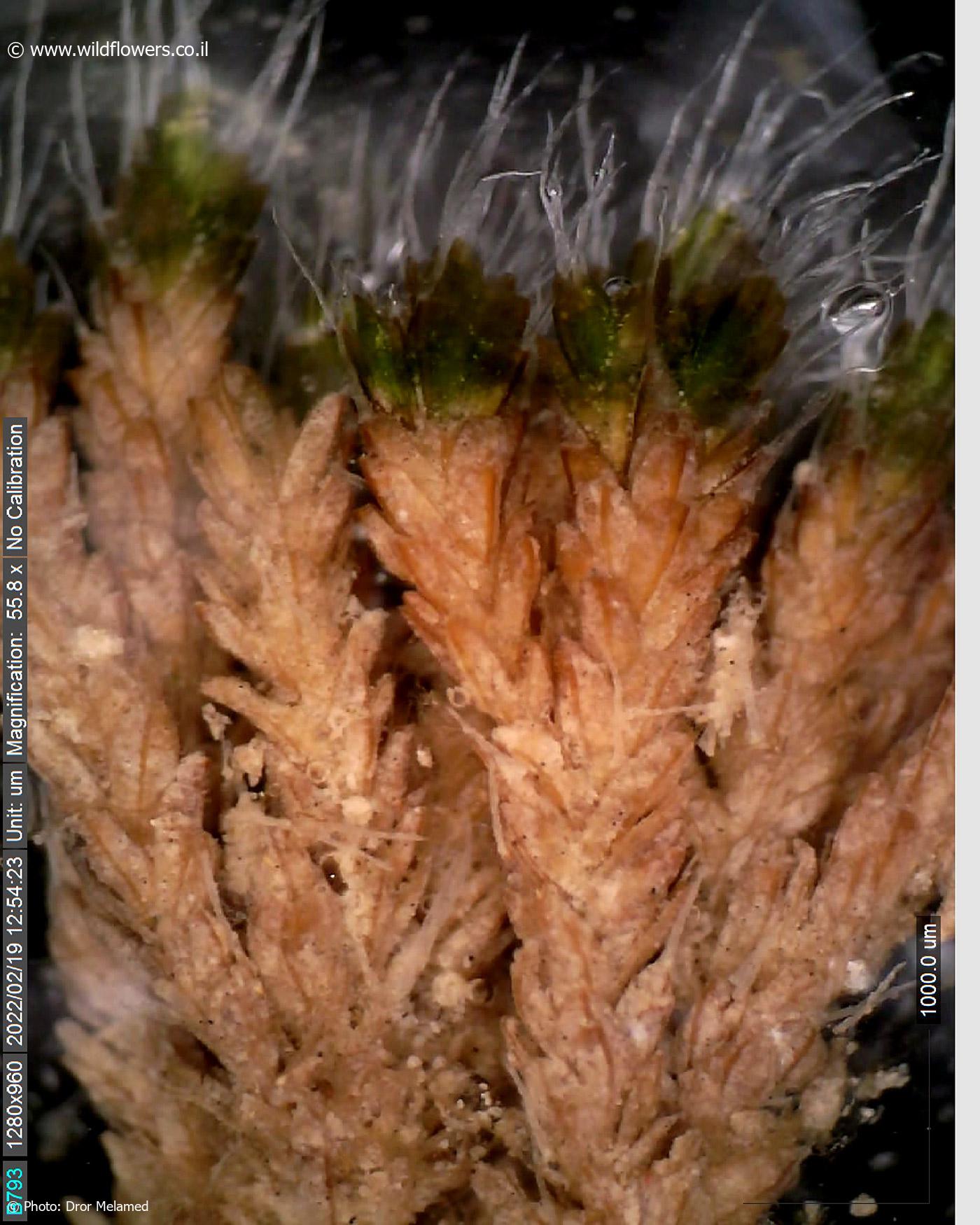 Grimmia crinita